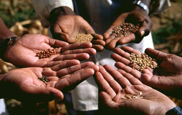 Seeds of Hope (March 2000) Indian farmers from the southern stae of 
